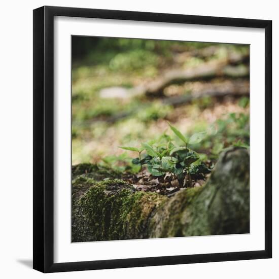 On the way in the Teutoburg Forest-Nadja Jacke-Framed Photographic Print