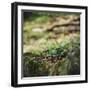 On the way in the Teutoburg Forest-Nadja Jacke-Framed Photographic Print