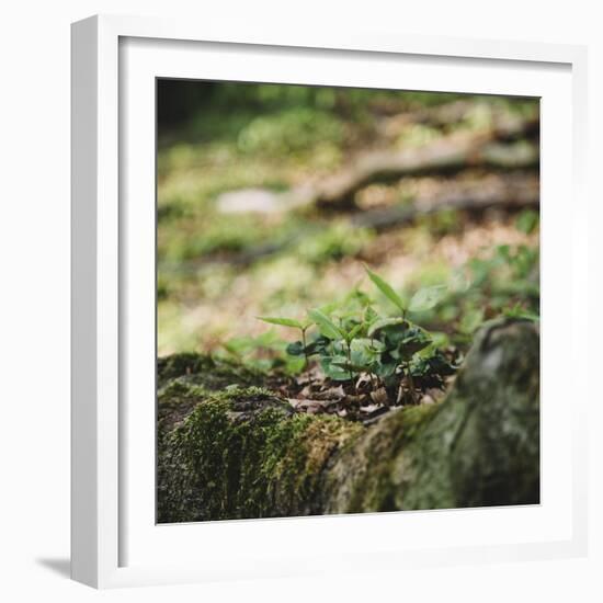 On the way in the Teutoburg Forest-Nadja Jacke-Framed Photographic Print