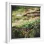 On the way in the Teutoburg Forest-Nadja Jacke-Framed Photographic Print