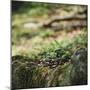 On the way in the Teutoburg Forest-Nadja Jacke-Mounted Photographic Print