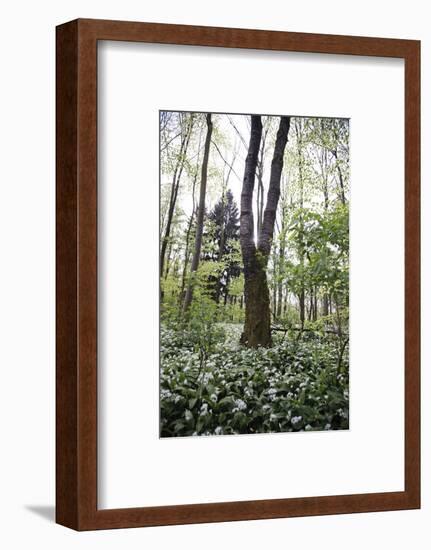 On the way in the Teutoburg Forest-Nadja Jacke-Framed Photographic Print