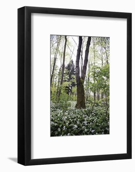 On the way in the Teutoburg Forest-Nadja Jacke-Framed Photographic Print