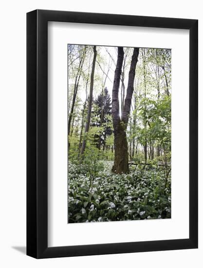 On the way in the Teutoburg Forest-Nadja Jacke-Framed Photographic Print