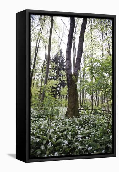 On the way in the Teutoburg Forest-Nadja Jacke-Framed Stretched Canvas