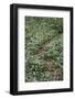On the way in the Teutoburg Forest-Nadja Jacke-Framed Photographic Print