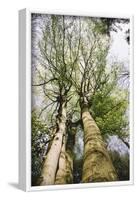 On the way in the Teutoburg Forest-Nadja Jacke-Framed Photographic Print