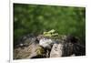 On the way in the Teutoburg Forest-Nadja Jacke-Framed Photographic Print