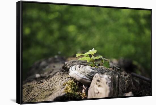 On the way in the Teutoburg Forest-Nadja Jacke-Framed Stretched Canvas