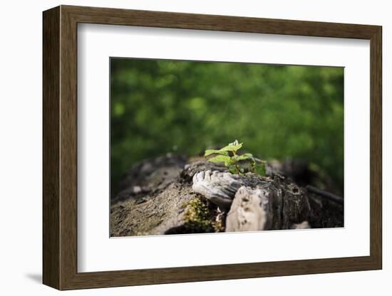 On the way in the Teutoburg Forest-Nadja Jacke-Framed Photographic Print