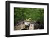 On the way in the Teutoburg Forest-Nadja Jacke-Framed Photographic Print