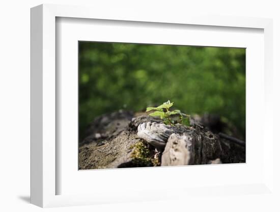 On the way in the Teutoburg Forest-Nadja Jacke-Framed Photographic Print