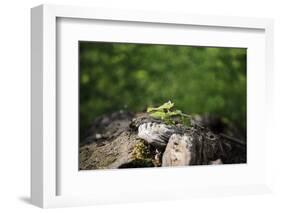 On the way in the Teutoburg Forest-Nadja Jacke-Framed Photographic Print