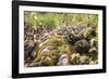 On the way in the Teutoburg Forest-Nadja Jacke-Framed Photographic Print