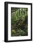 On the way in the Teutoburg Forest-Nadja Jacke-Framed Photographic Print
