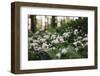 On the way in the Teutoburg Forest-Nadja Jacke-Framed Photographic Print