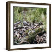 On the way in the Teutoburg Forest-Nadja Jacke-Framed Photographic Print