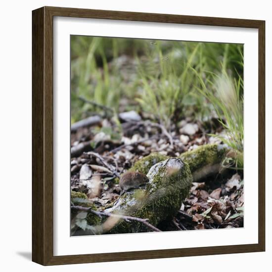 On the way in the Teutoburg Forest-Nadja Jacke-Framed Photographic Print