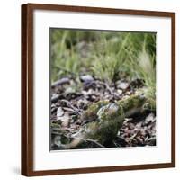 On the way in the Teutoburg Forest-Nadja Jacke-Framed Photographic Print