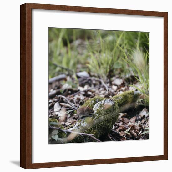 On the way in the Teutoburg Forest-Nadja Jacke-Framed Photographic Print