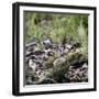 On the way in the Teutoburg Forest-Nadja Jacke-Framed Photographic Print