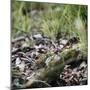 On the way in the Teutoburg Forest-Nadja Jacke-Mounted Photographic Print