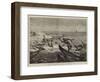 On the Way to India, Somali Boys Diving for Money at Aden-null-Framed Giclee Print