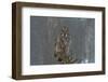 On Watch-Nick Kalathas-Framed Photographic Print