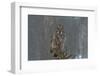 On Watch-Nick Kalathas-Framed Photographic Print