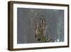 On Watch-Nick Kalathas-Framed Photographic Print