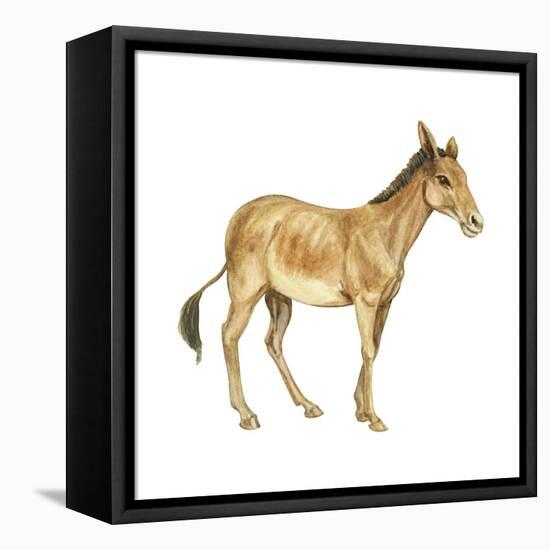 Onager (Equus Onager), Mammals-Encyclopaedia Britannica-Framed Stretched Canvas