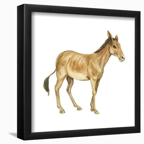 Onager (Equus Onager), Mammals-Encyclopaedia Britannica-Framed Poster