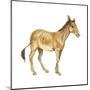 Onager (Equus Onager), Mammals-Encyclopaedia Britannica-Mounted Poster