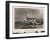 Once Known as the Persian Greyhound-H.r. Cook-Framed Art Print