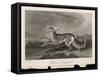 Once Known as the Persian Greyhound-H.r. Cook-Framed Stretched Canvas