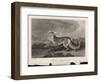 Once Known as the Persian Greyhound-H.r. Cook-Framed Art Print