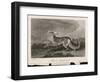 Once Known as the Persian Greyhound-H.r. Cook-Framed Art Print