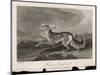 Once Known as the Persian Greyhound-H.r. Cook-Mounted Art Print