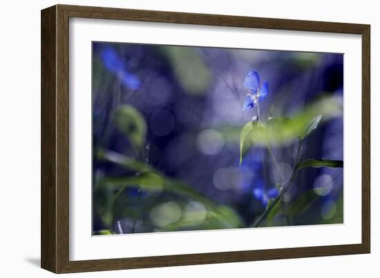 Once Upon a Morning-Incredi-Framed Photographic Print