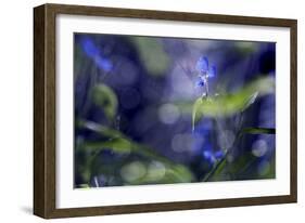 Once Upon a Morning-Incredi-Framed Photographic Print