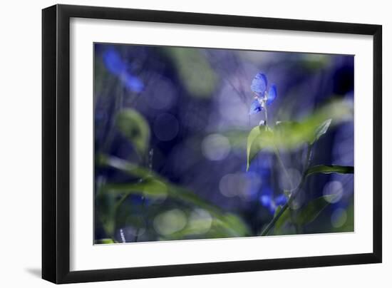 Once Upon a Morning-Incredi-Framed Photographic Print