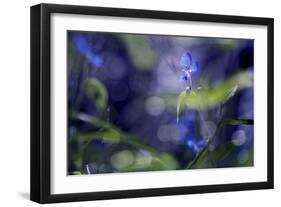 Once Upon a Morning-Incredi-Framed Photographic Print