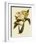 Oncidium Brunleesianum-John Nugent Fitch-Framed Giclee Print