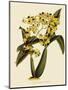 Oncidium Brunleesianum-John Nugent Fitch-Mounted Giclee Print