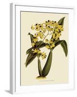 Oncidium Brunleesianum-John Nugent Fitch-Framed Giclee Print