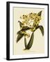 Oncidium Brunleesianum-John Nugent Fitch-Framed Giclee Print