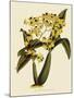 Oncidium Brunleesianum-John Nugent Fitch-Mounted Giclee Print