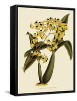 Oncidium Brunleesianum-John Nugent Fitch-Framed Stretched Canvas