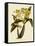 Oncidium Brunleesianum-John Nugent Fitch-Framed Stretched Canvas