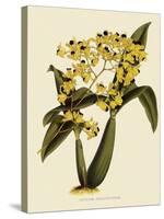 Oncidium Brunleesianum-John Nugent Fitch-Stretched Canvas